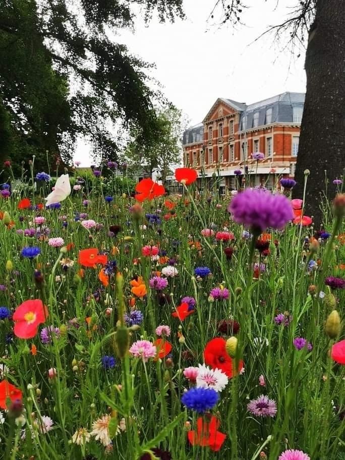 wildflowers and railway station in Newton Abbot